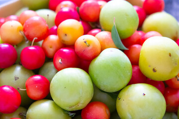 ecologically grown plums of various sizes and colors and leaves