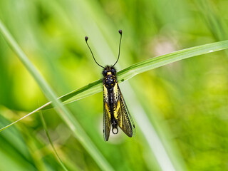 キバネツノトンボ