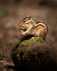 chipmunk on a tree eating