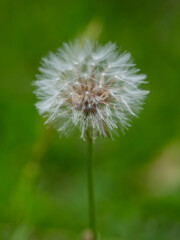Fototapeta premium macro shot of a dandelion flower