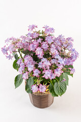 背景が白い斜め上からのピンクのあじさいのフラワーアレンジメント