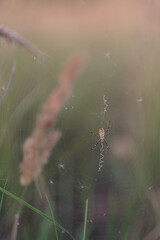 Blurred silhouette of a spider in a web on a blurred natural green background. Selective focus. High quality photo