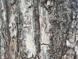 bark of a tree