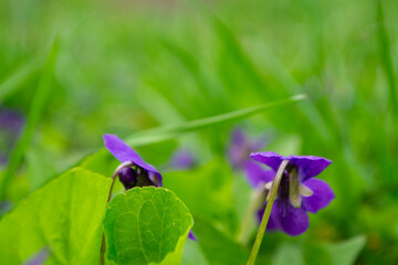 A terrestrial plant with violet petals, two purple flowers are blooming in the grass with green leaves, creating a beautiful groundcover in the grassland