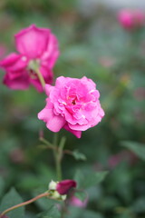 pink rose in garden