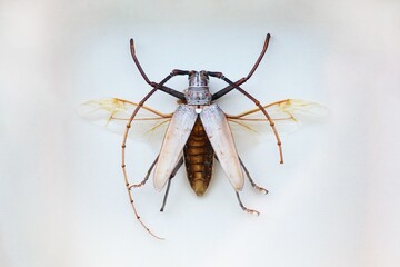 Fulgora laternaria spread is common in Central and South America, Mexico.