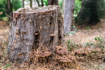 Magic of wild flora, unusually bright shiny mushrooms on stump tree, pleasant nature texture calm dark light brown background