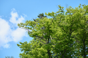 ケヤキの高木と青空 / Tall Japanese zelkova trees and blue sky
