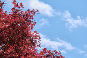 ノムラカエデと青空 / Acer palmatum and blue sky