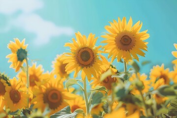A field of sunflowers basking in the sunlight