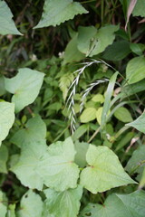 green leaves background