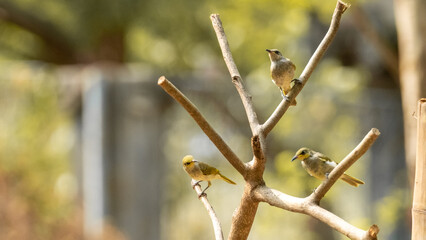 blue tailed bee eater perching on a twig with very beautiful green and orange feathers. natural blurred background