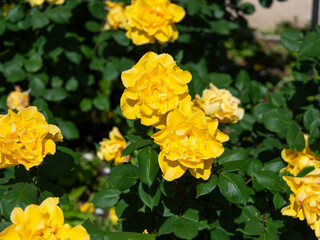 植物園に咲く黄色い薔薇の花