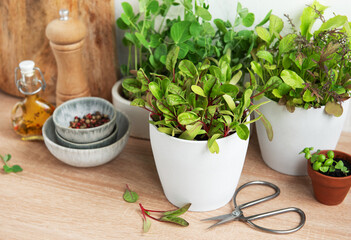 Fresh Herbs and Cooking Ingredients on a Kitchen Counter