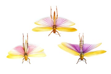 Fulgora laternaria spread is common in Central and South America, Mexico.