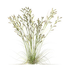 Fototapeta premium Cymbopogon ambiguus, Australian lemon-scented grass, bushes, shrubs, evergreen, small tree, bush, tree, big tree, light for daylight, easy to use, 3d render, isolated