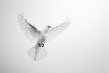 white dove flying