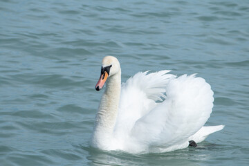 Swan on the lake.