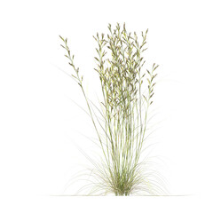 Cymbopogon ambiguus, Australian lemon-scented grass, bushes, shrubs, evergreen, small tree, bush, tree, big tree, light for daylight, easy to use, 3d render, isolated