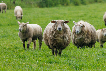 Schafe im Münsterland