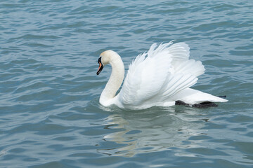 Obraz premium Swan on the lake.