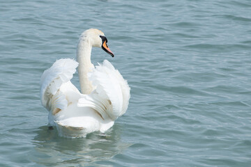 Swan on the lake.