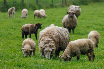 Schafe im Münsterland