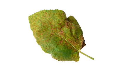 Fig leaves with Isolate Leaves on transparent background. Png file.