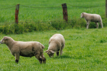 Schafe im Münsterland