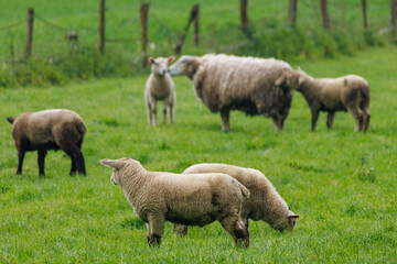 Schafe im Münsterland