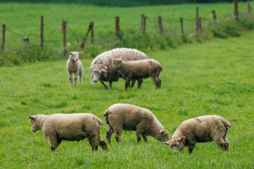 Schafe im Münsterland
