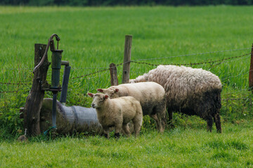Schafe im Münsterland
