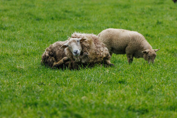Schafe im Münsterland