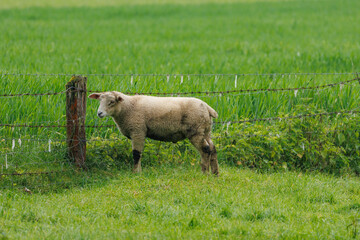 Obraz premium Schafe im Münsterland