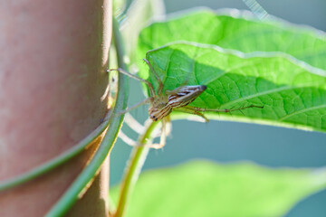 Close-up view of spider on leaf