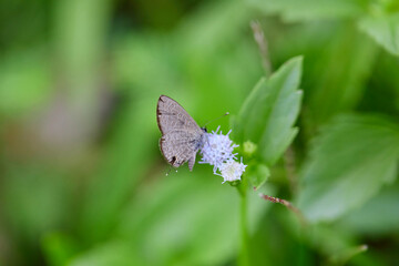Close-up view of butterfly perching on flower