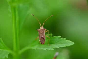 Close-up of insect on leaf