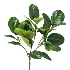 A green plant with large leaves on a white background, a branch with some magnolia leaves