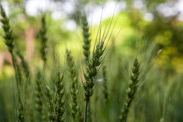 View of the barley in the farm