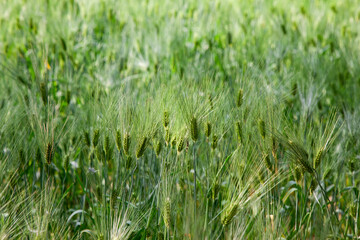 View of the barley in the farm