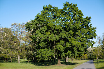 Alejka w parku z pięknym i okazałym drzewem klonu.