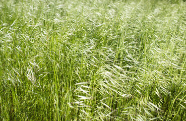 Trawa kwitnienie i nasiona. © Blaszko