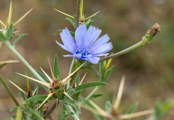 chicory flower on a blurred background close up