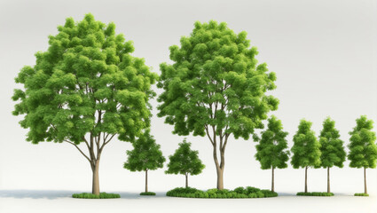 There are four trees of increasing size, with green leaves, set against a white background.

