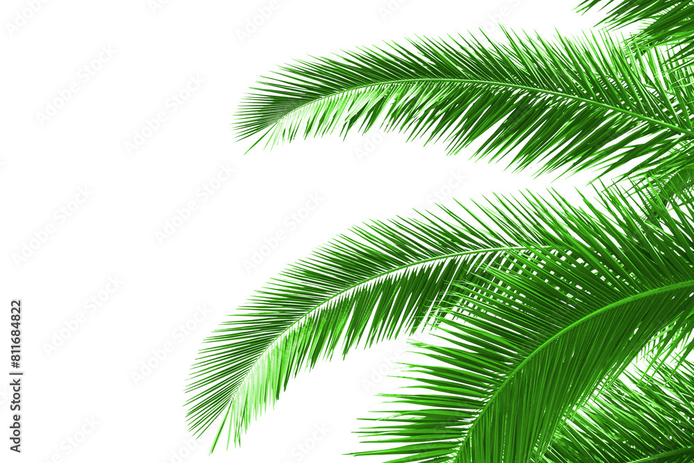 Poster Green palm leaves extending over a white background, creating a natural and vibrant layout suitable for a variety of design projects