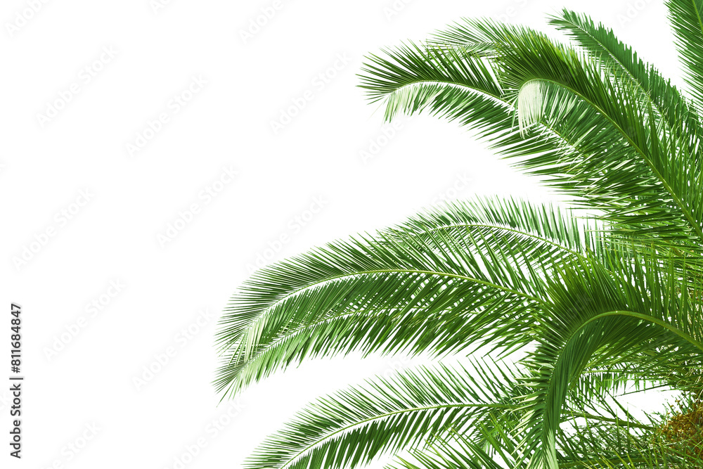 Poster Lush green palm fronds extending into a white background, creating a tropical and clean design element for layouts