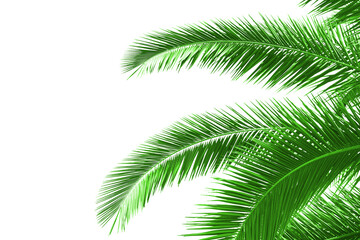 Green palm leaves extending over a white background, creating a natural and vibrant layout suitable...