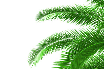 Obraz premium Green palm leaves extending over a white background, creating a natural and vibrant layout suitable for a variety of design projects
