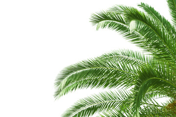 Lush green palm fronds extending into a white background, creating a tropical and clean design...