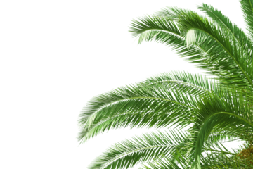 Lush green palm fronds extending into a white background, creating a tropical and clean design element for layouts